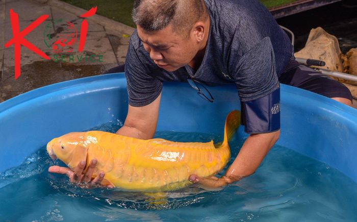 Bộ sưu tập hình ảnh đặc sắc tại Koi Service - Phần 2