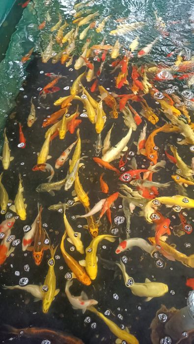 Bộ sưu tập hình ảnh đẹp mắt tại Koi Hải Châu - Phần 1
