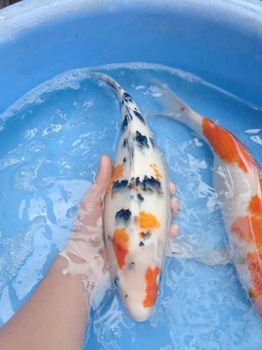 Hình ảnh trại cá Koi Dana
