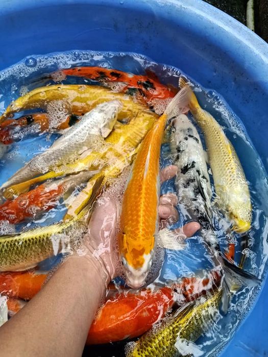 Tuyển tập hình ảnh cá Koi đẹp ngỡ ngàng - Phần 2