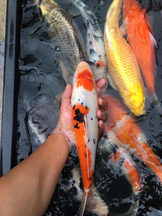 Hình ảnh ấn tượng về không gian Trại cá Koi Hoàng Văn Thái