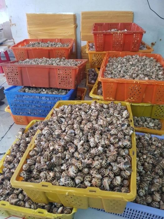 Hải sản giá gốc - Ảnh minh họa 2