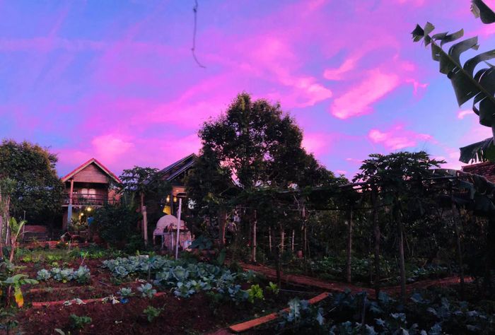 Hình ảnh Queeny's Farm Stay - Nhà gỗ thơ mộng giữa nông trường cà phê