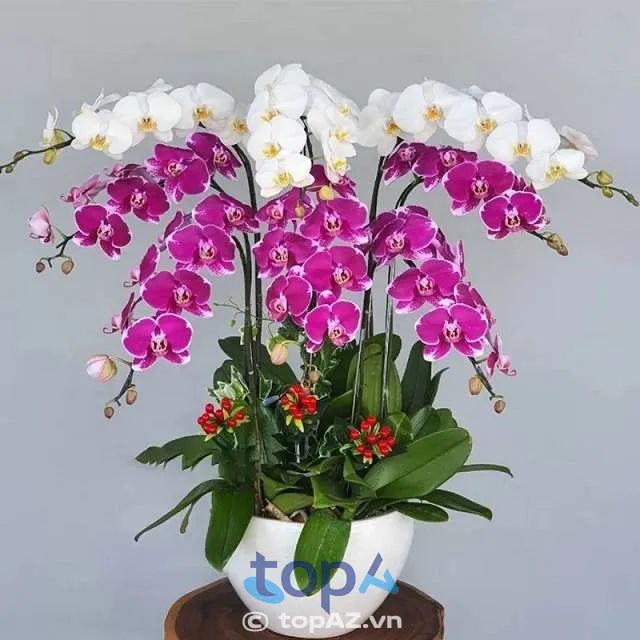 Địa chỉ mua hoa lan hồ điệp đẹp nhất tại Hai Bà Trưng