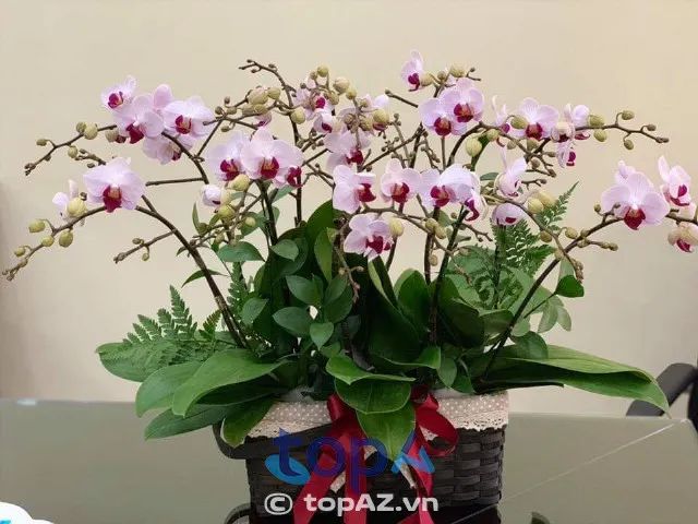 Địa chỉ mua hoa lan hồ điệp chất lượng tại Hai Bà Trưng