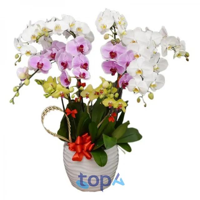 Địa chỉ mua lan hồ điệp uy tín tại quận Hai Bà Trưng