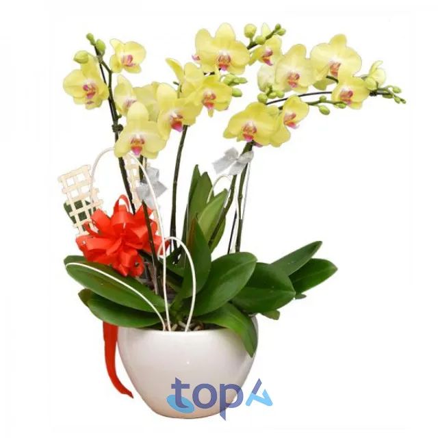 Địa chỉ mua hoa lan hồ điệp uy tín tại quận Hai Bà Trưng