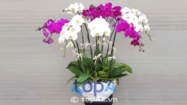 Địa chỉ vàng mua hoa lan hồ điệp chất lượng tại Hai Bà Trưng