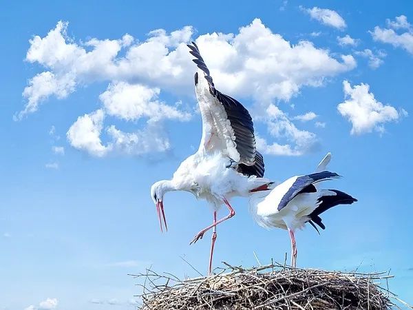 Hình ảnh minh họa: Đàn cò trắng trên đồng lúa (Nguồn: internet)