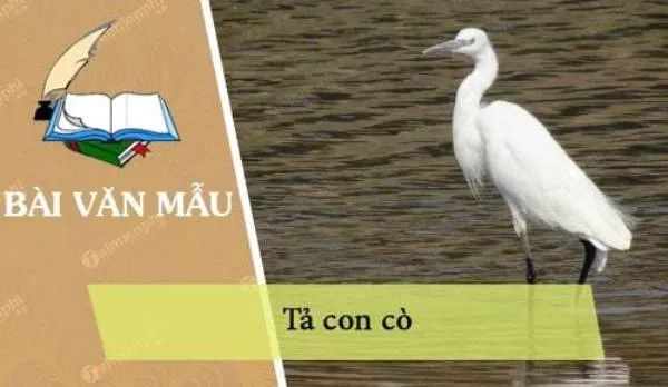 Hình ảnh minh họa: Cò trắng kiếm ăn trên đồng lúa (Nguồn: internet)