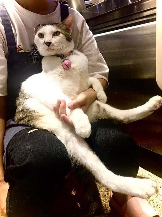 Khoảnh khắc đáng yêu cùng những chú mèo tại Bastet's Home