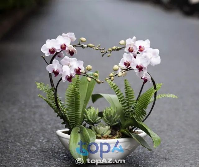 địa chỉ mua lan hồ điệp quận 12