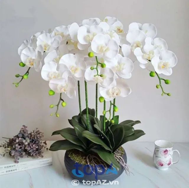 Địa chỉ mua lan hồ điệp Quận 12