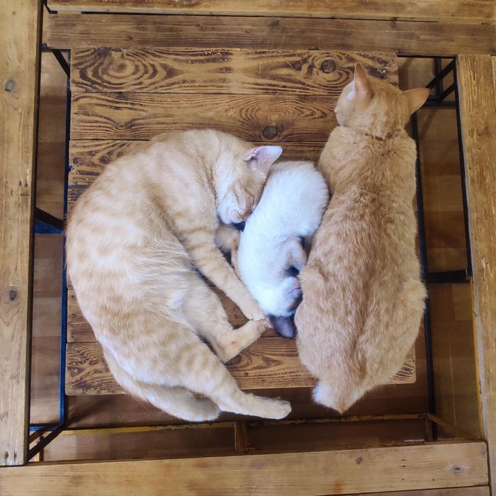 Không gian ấm cúng với những chú mèo tại Mon Cat Coffee
