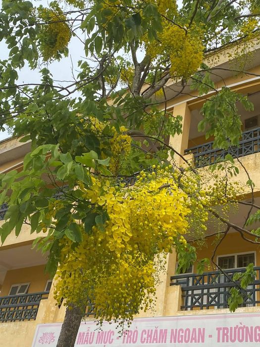 Hoạt động thể thao sôi nổi tại Trường Tiểu Học Tam Hiệp