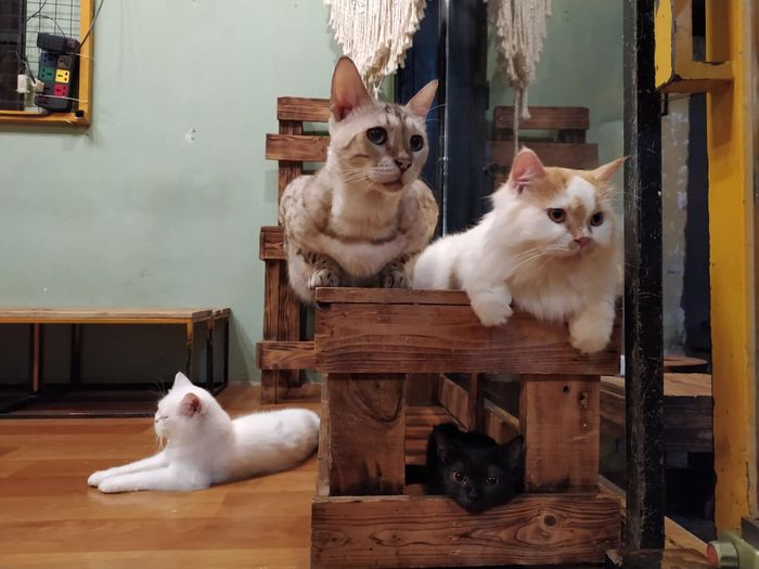 Những khoảnh khắc đáng yêu cùng mèo tại Mon Cat Coffee