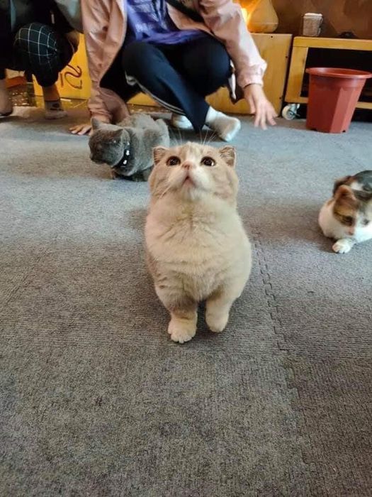 Không gian ấm cúng cùng những chú mèo đáng yêu tại Lizzy House