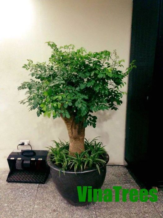 Công ty cổ phần đầu tư xây dựng và môi trường ViNaTrees - hình ảnh 2