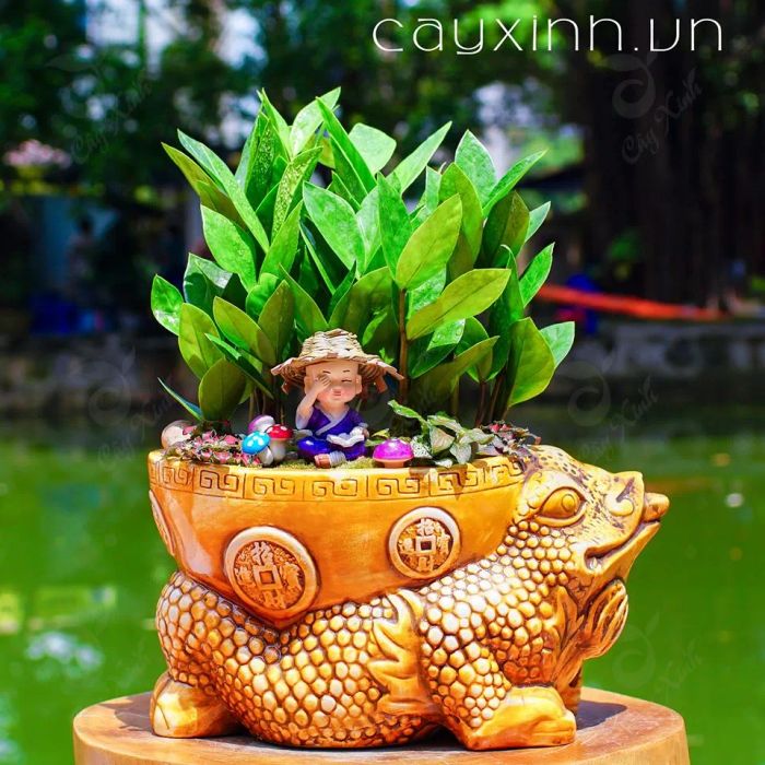Cây cảnh mini - Cayxinh.vn - hình ảnh 1