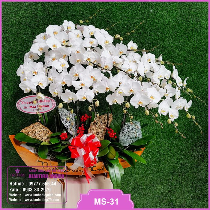 Beautiful Orchids - Khoảnh khắc lan hồ điệp tỏa sáng