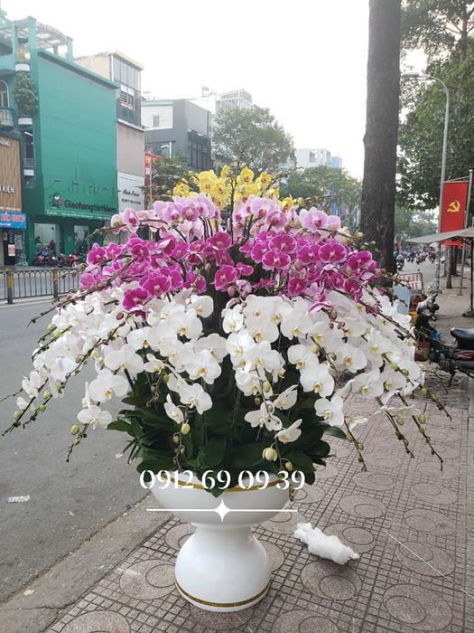 Bộ sưu tập lan hồ điệp đột biến độc đáo tại Bảo Ái Orchid's - Ảnh 2