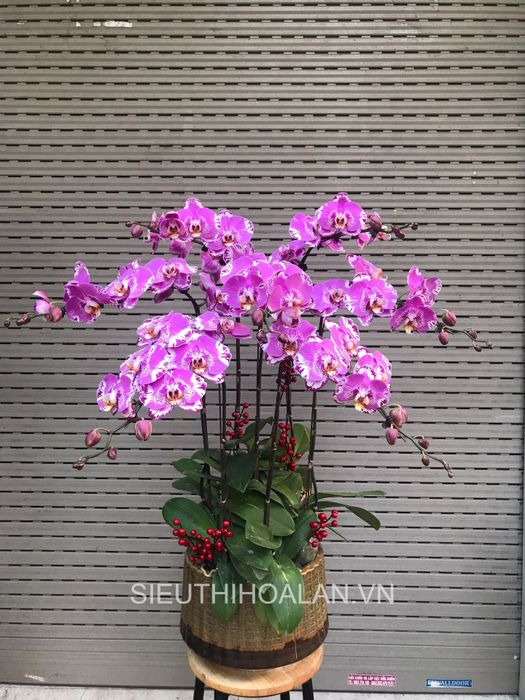 Siêu Thị Hoa Lan - Tinh hoa lan Việt qua từng nhị hoa