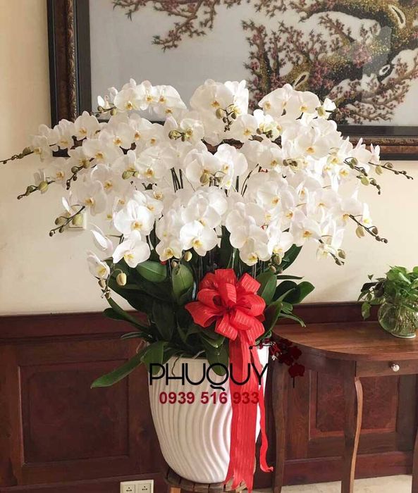 Khám phá vẻ đẹp thanh tao của lan hồ điệp tại Hoa Lan Phú Quý - Ảnh 3