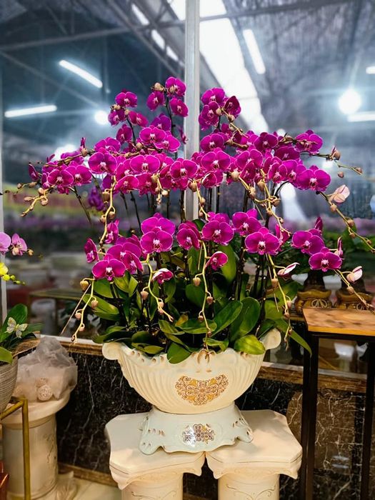 Khám phá vẻ đẹp quý phái của lan hồ điệp tại Shop Hoa Lan Tím - Ảnh 2