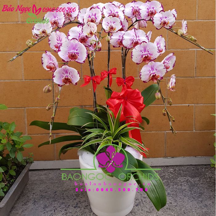 Bộ sưu tập lan hồ điệp nghệ thuật tại Hoa Lan Bảo Ngọc - Ảnh 1