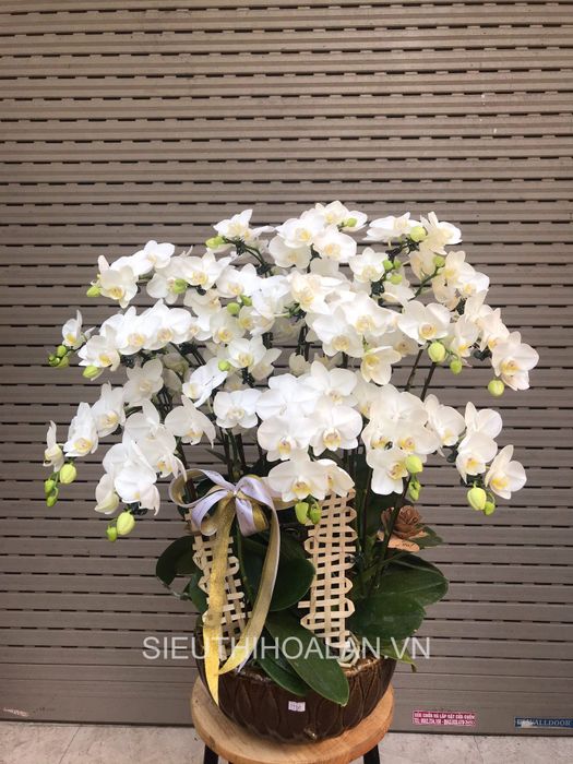 Siêu Thị Hoa Lan - Vẻ đẹp thuần khiết của lan hồ điệp Đà Lạt