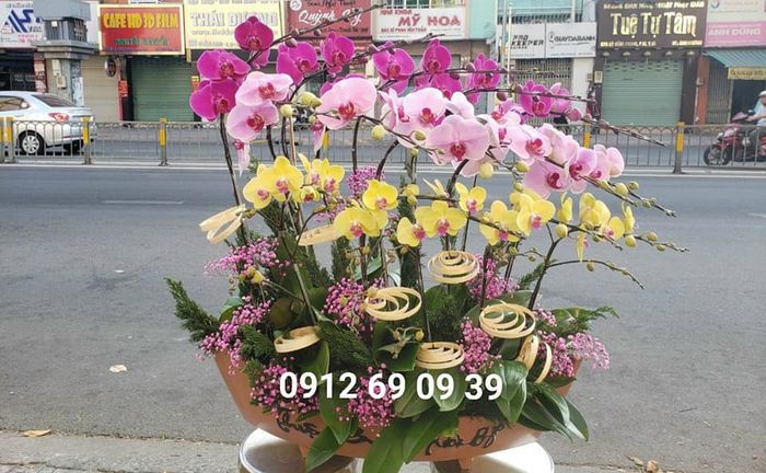 Vườn lan hồ điệp rực rỡ sắc màu tại Bảo Ái Orchid's - Ảnh 1