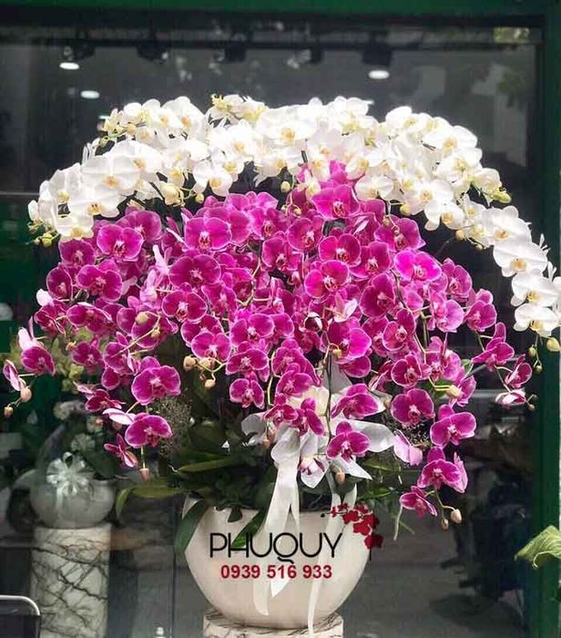 Bộ sưu tập lan hồ điệp tuyệt tác tại Hoa Lan Phú Quý - Ảnh 2
