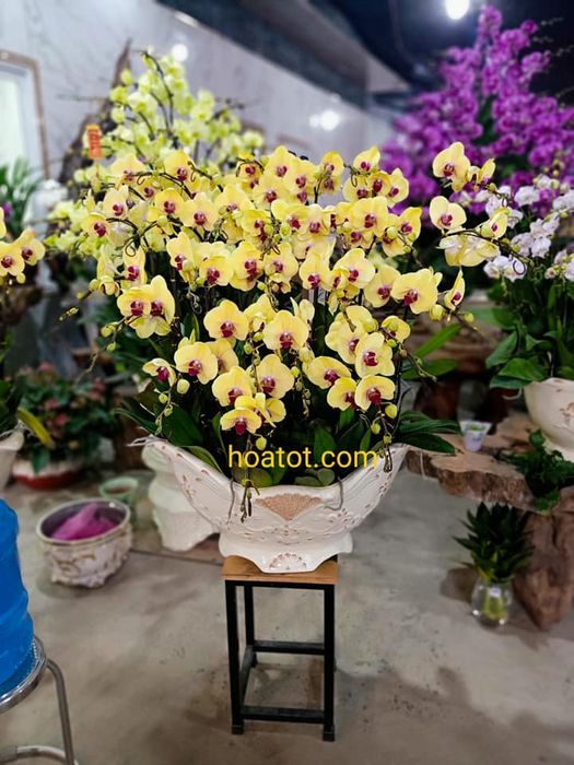 Bộ sưu tập lan hồ điệp đa sắc tại Hoa Tốt - Ảnh 2