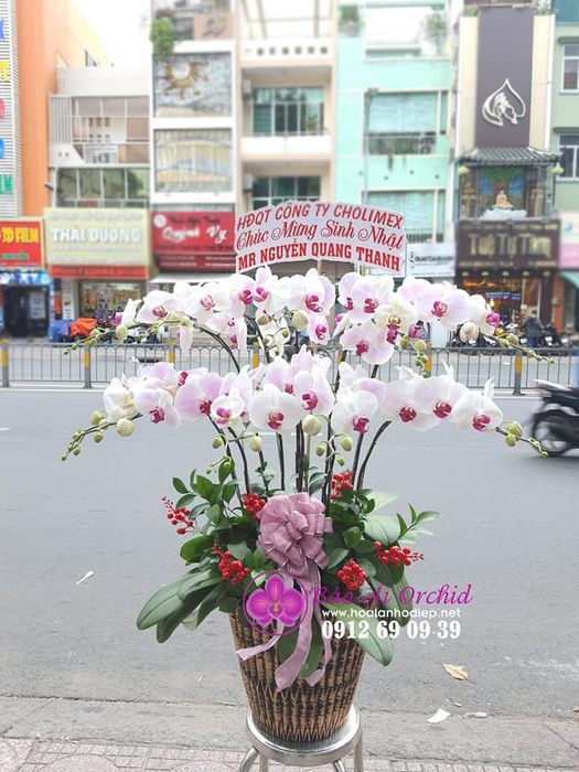 Khám phá vẻ đẹp thanh tao của lan hồ điệp tại Bảo Ái Orchid's - Ảnh 3
