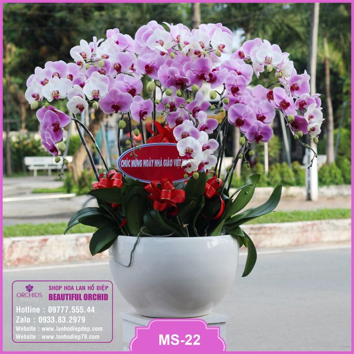 Beautiful Orchids - Tuyệt tác vườn lan qua ống kính
