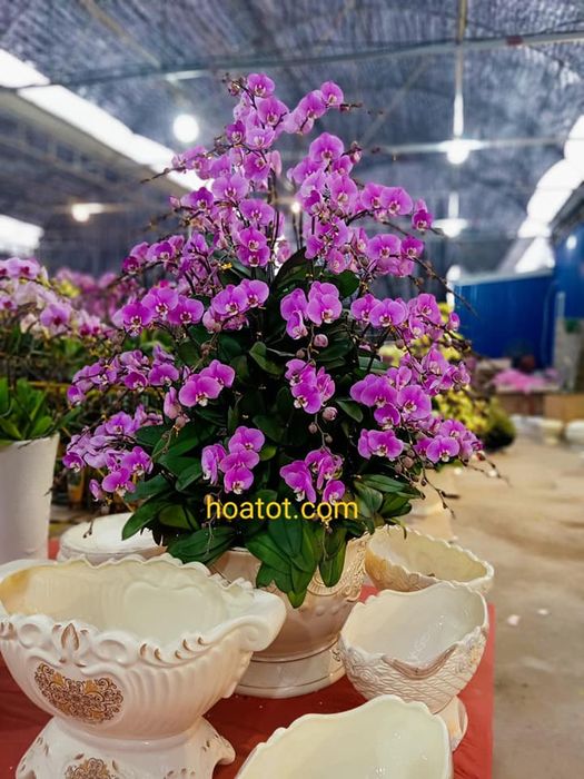 Khám phá vẻ đẹp thanh lịch của lan hồ điệp tại Hoa Tốt - Ảnh 3
