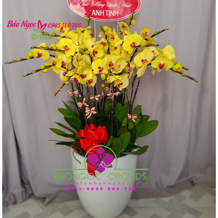 Bộ sưu tập lan hồ điệp tinh tế tại Hoa Lan Bảo Ngọc - Ảnh 3