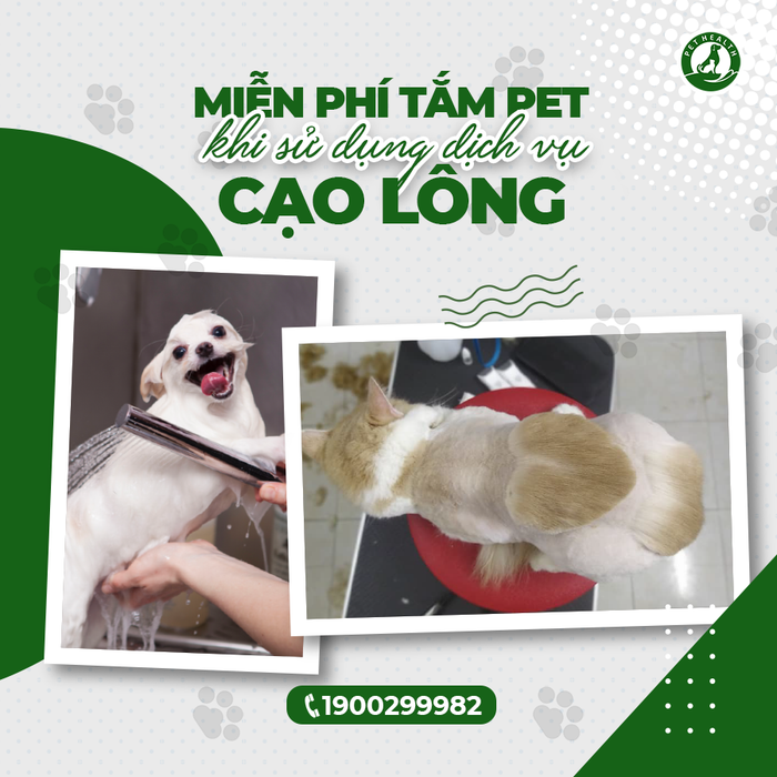 Bệnh Viện Thú Y PetHealth Hải Phòng Hình Ảnh 2