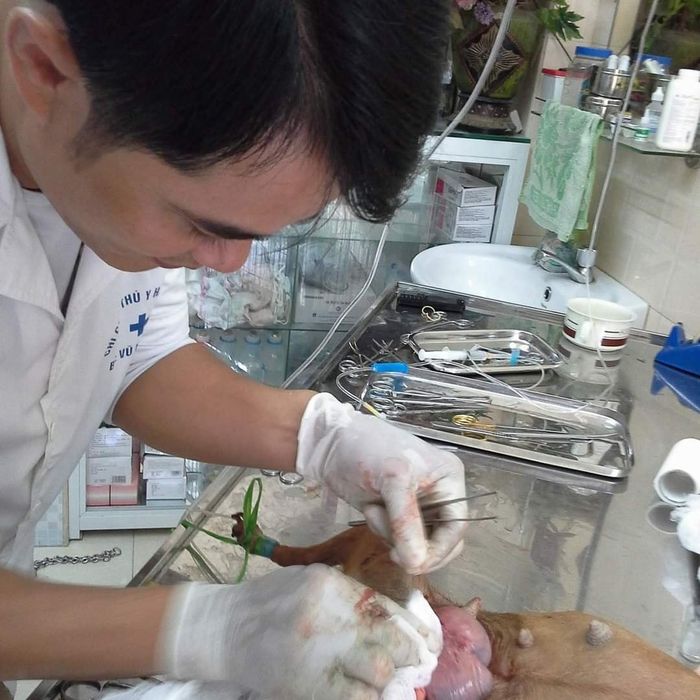 Phòng Khám Thú Y Hải Phòng Hình Ảnh 1