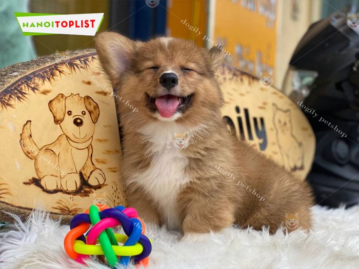 dogily-farm-petshop-dia-chi-tin-cay-cho-thu-cung-Mytour