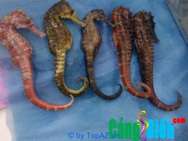 Hải sản cao cấp với mức giá cạnh tranh