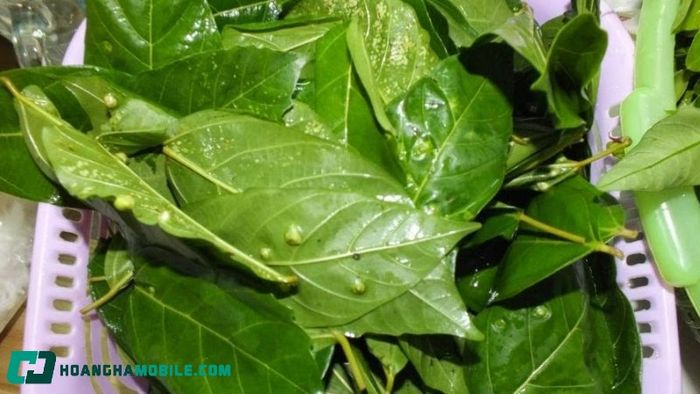 huong-dan-pha-che-nuoc-la-sung