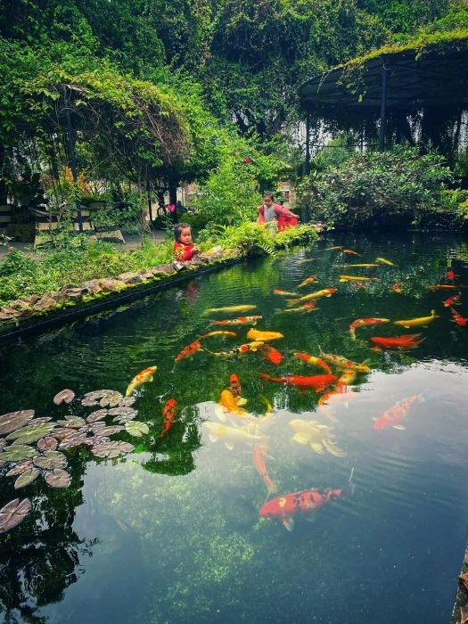 Góc thư giãn lý tưởng bên hồ cá Koi