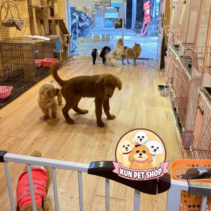 Khu vui chơi giải trí cho thú cưng tại Kun Pet Shop