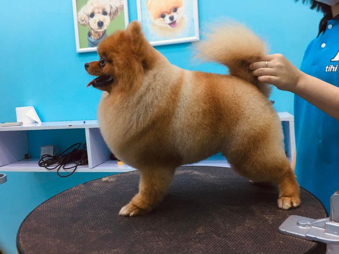 Không gian sang trọng tại TiHi Pet Shop