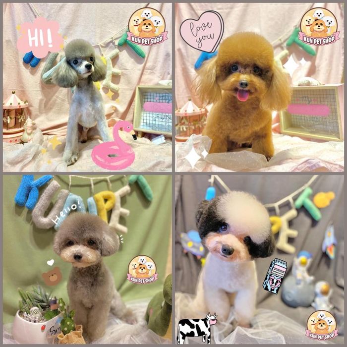 Hệ thống phòng nghỉ tiêu chuẩn tại Kun Pet Shop