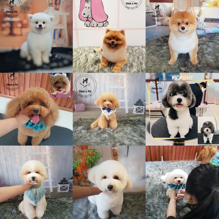 Khu vui chơi đẳng cấp tại Chun & Pet