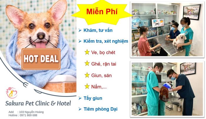 Không gian hiện đại tại Sakura Pet Clinic & Hotel