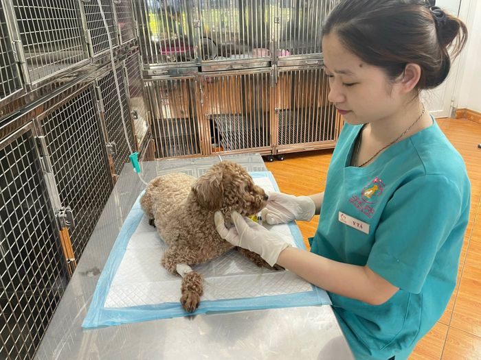 Phòng nghỉ cao cấp tại Sakura Pet Clinic & Hotel
