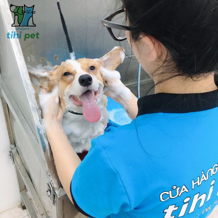 Khu vui chơi giải trí cho thú cưng
